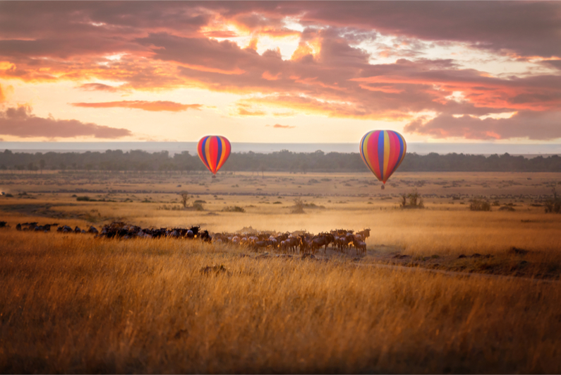 Sunrise over the Masai Mara, with a pair of low-flying hot air balloons and a herd of wildebeest below in the typical red oat grass of the region. In Kenya during the annual Great Migration.