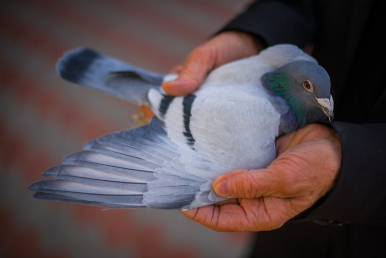 Homing pigeon